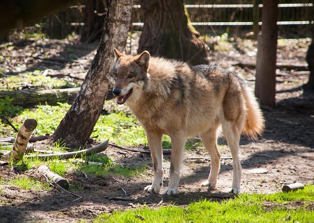 Toelettatura cani fai da te: come risparmiare su bagni e tosature in sicurezza